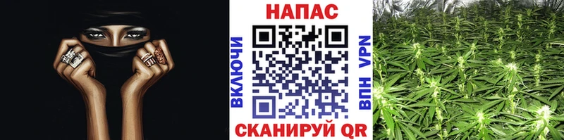 даркнет Telegram  Дмитров  Бошки Шишки SATIVA & INDICA 